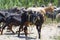 goat with horns grazes in a herd on a sandy beach eating grass, multiple goats on a background in Greece