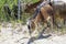 goat with horns grazes in a herd on a sandy beach eating grass, multiple goats on a background in Greece