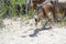 goat with horns grazes in a herd on a sandy beach eating grass, multiple goats on a background in Greece