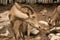 Goat with horns in zoo normally in mountain areas but sometimes on farms for its milk or meat.