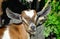 A goat with huge ears in the caribbean