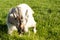 Goat on Icelandic farm eating grass