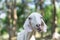 Goat in indian african with long ears and fur with background in the grasslands grazing in country side