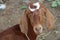 Goat from indian breed of goat a domestic dairy animal