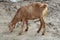 Goat from indian breed of goat a domestic dairy animal