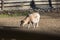 Goat inside a Fenced Farmhouse on a Sunny Day