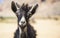Goat on an island of Socotra in Yemen