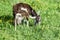 The goat itches on a spring green meadow with dandelions on a clear sunny day