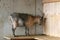 A goat with its head pressing against the wooden wall