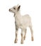 Goat kid (8 weeks old)