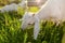 Goat kid grazing on fresh meadow grass. Wide angle close photo, with strong back light