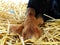 Goat kid hooves in hay