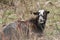 A Goat with large horns lying down down in the thicket chewing the cud.