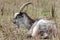 A Goat with large horns lying down down in the thicket chewing the cud.