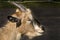 Goat lay on asphalt and close eyes