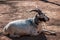 Goat laying in the dirt at the John Ball Zoo