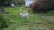 Goat on leash in the Russian village