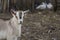 Goat on the left close up in the backyard. The background is dark brown. Pets in a private farm. Small farming