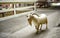 A goat is left to wander the streets of the zoo at a sheep farm in Pattaya