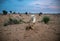 Goat licks her lamb after giving birth in indian thar desert