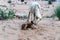 Goat licks her lamb after giving birth in indian thar desert