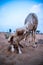 Goat licks her lamb after giving birth in indian thar desert