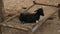 The goat lies on a wicker bed in an Indian village. Funny animals