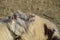 goat lifts his lip and sniffs pheromones. goat sexual behavior during mating