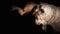 Goat with long horns in front of black background