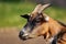 the goat is looking at the camera in its pen area