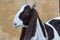 Goat a lovely animal goat is a domestic dairy animal