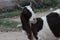 Goat a lovely animal goat is a domestic dairy animal