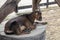 Goat is lying on the covered well