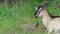 Goat lying in a field chewing grass and looks around. Copy space. Medium shot