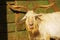 Goat, male Capra aegagrus hircus portrait photo