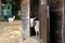 Goat mammal animal white livestock horned agriculture farm rural, concept countryside field in close and young grassland