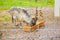 goat Markhor eats in a zoo in Karelia