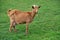 Goat on meadow