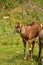 Goat on the meadow background