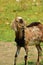 Goat on the meadow background