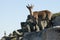 Goat MontÃ©s IbÃ©rica, Capra pyrenaica, on top of the rock, group