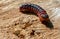 A goat moth caterpillar on a cut of a tree shows its jaws and a burrow she made.