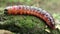 Goat moth Cossus cossus caterpillar, big red worm, eating bast
