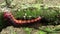 Goat moth Cossus cossus caterpillar, big red worm, eating bast