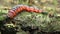 Goat moth Cossus cossus caterpillar, big red worm, eating bast