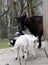 Goat mother with its kids at a farm