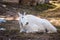 Goat mountain in nature