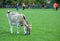 Goat mows the grass