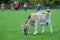 Goat mows the grass