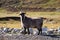 Goat near Karakol valley in autumn,Altai,Russia.